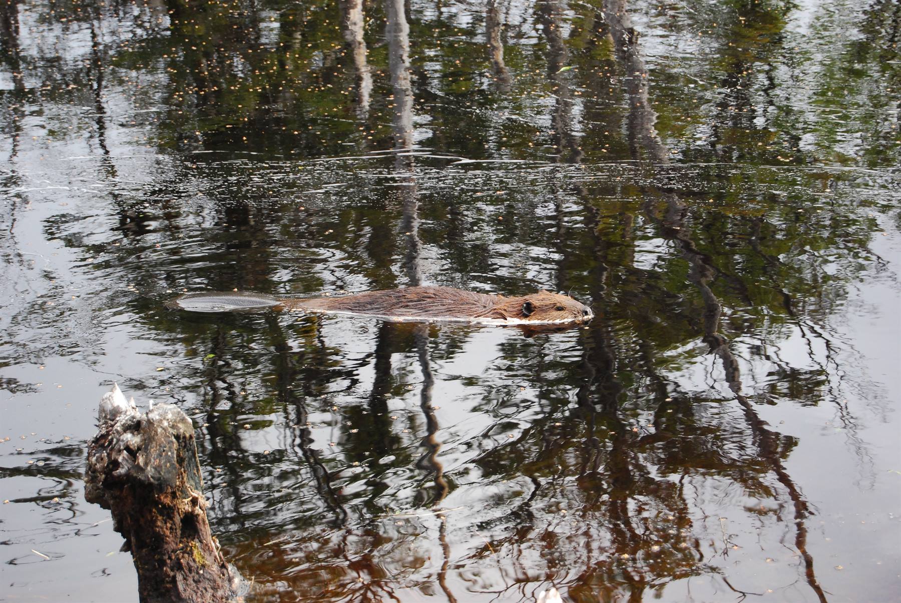 Navarino Island - Beaver