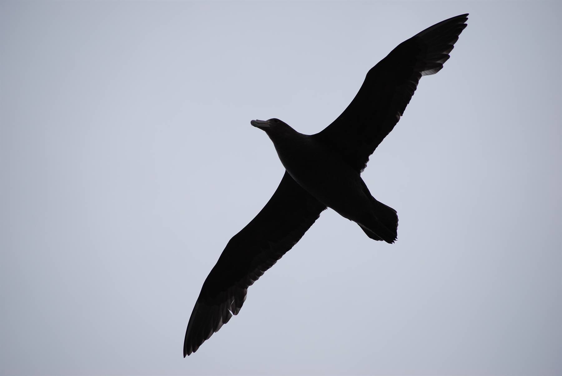 Albatross