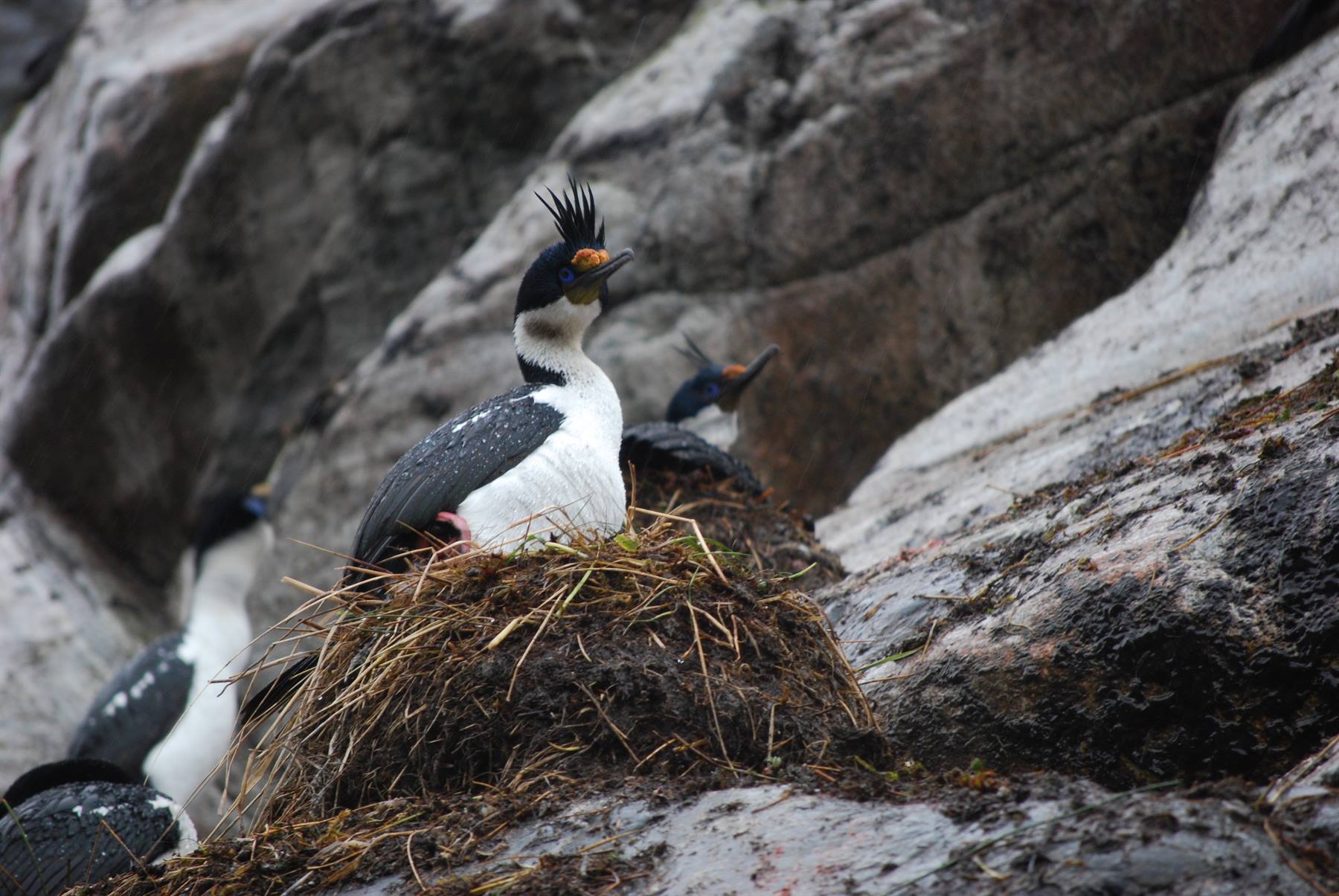 Piloto Glacier - Cormorants