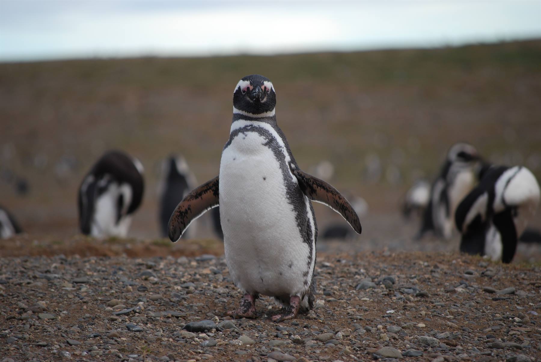 Magdalena Island - Penguins