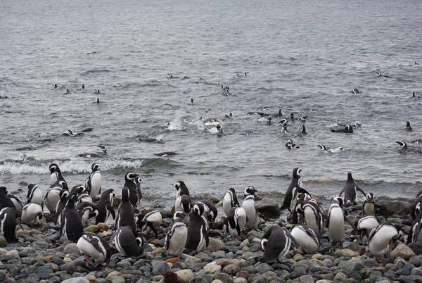 Magdalena Island - Penguins