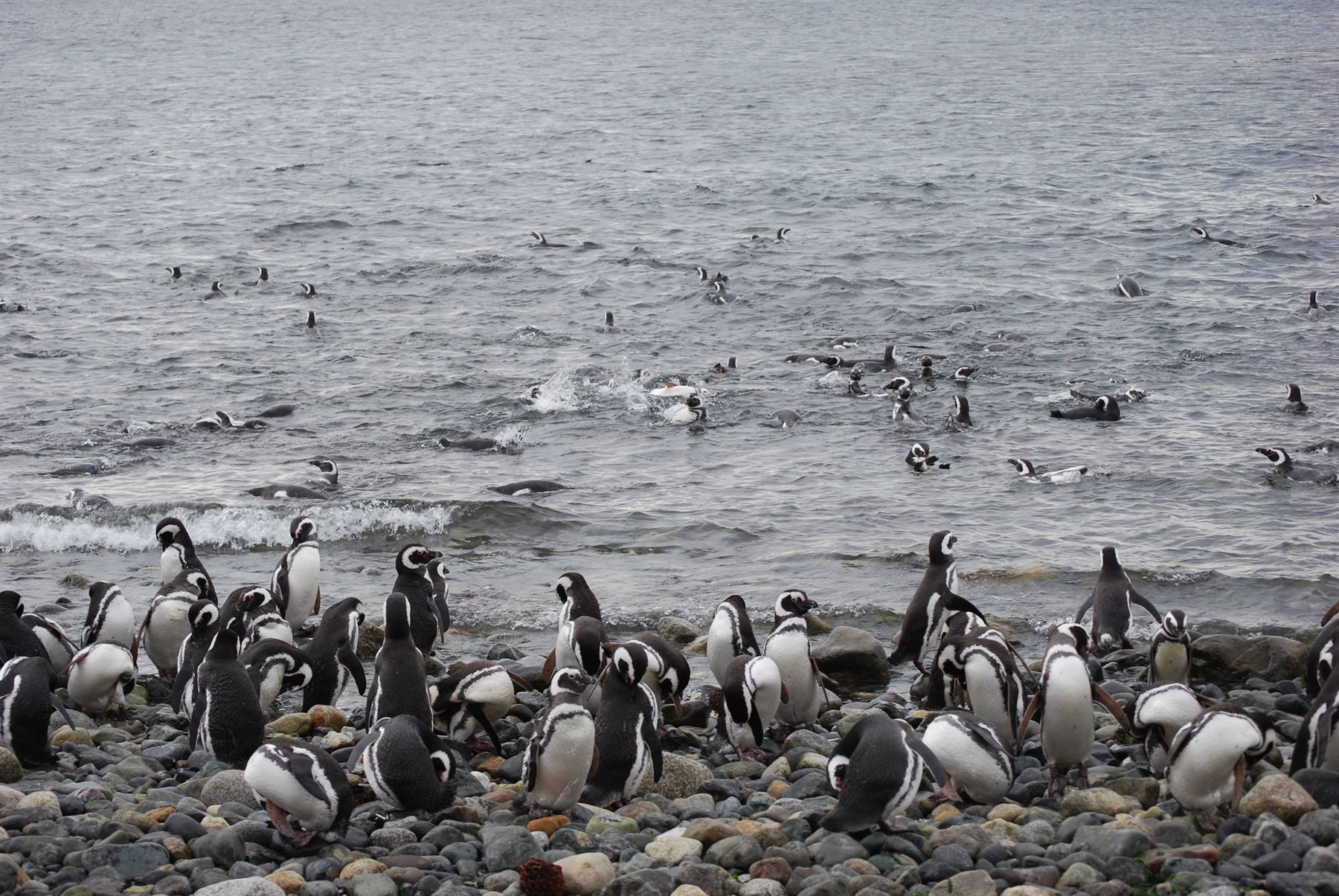 Magdalena Island - Penguins