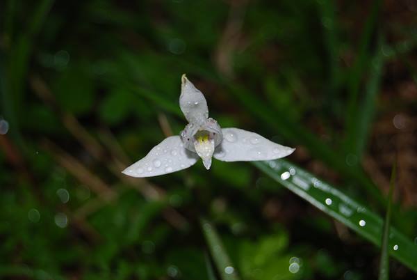 Towers of Paine - Lake Grey - Orchid