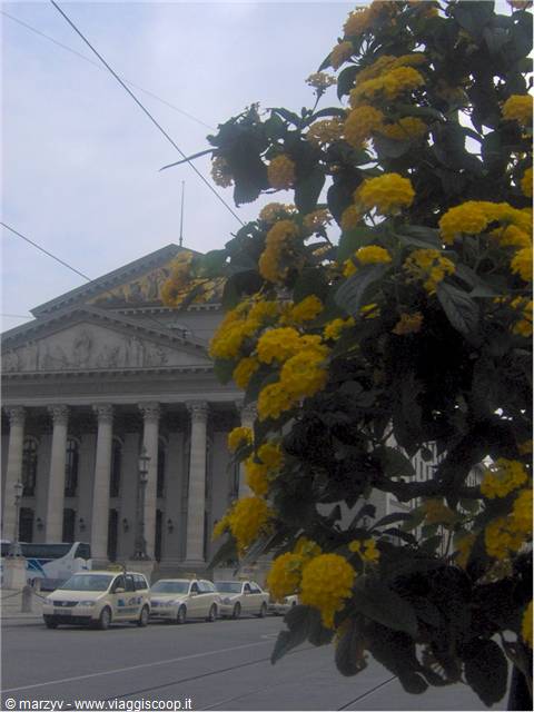 Yellow flowers before Geneva's Grand Théâtre, taxis lined up under grey sky
