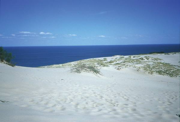 the dunes of the Neringa Peninsula
