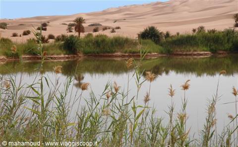 Still lake water among reeds and palms at the foot of sandy dunes