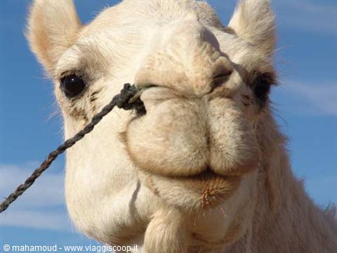 White camel close-up with rope on muzzle against blue sky