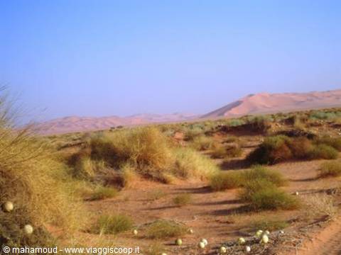 Red dunes and scattered shrubs golden sand under blue sky