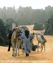Tuareg man with camels among sandstone rock formations in the Sahara