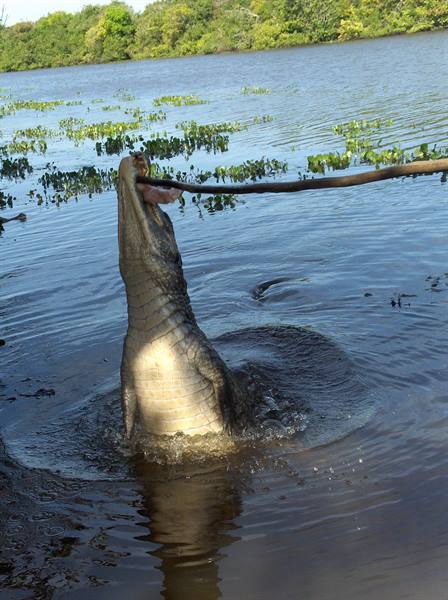 a hungry caiman