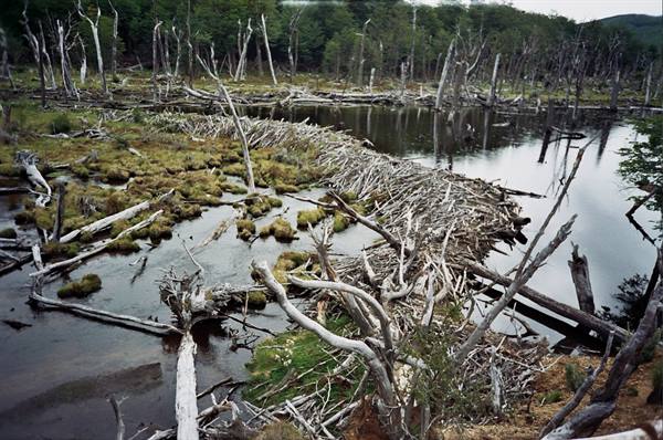 beaver dam in Tierra del Fuego National Park
