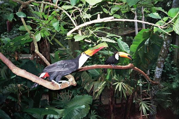 Toucans in semi-freedom in the bird park of Foz do Iguaçu