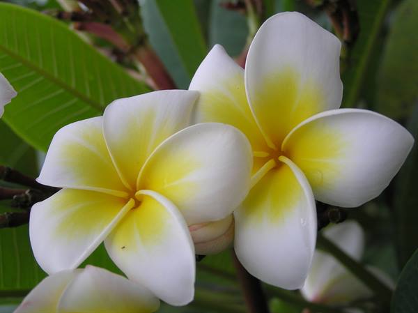 Two white and yellow plumeria flowers among green leaves