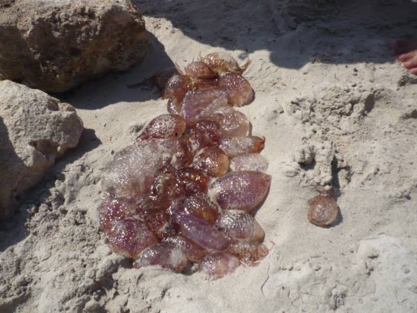 some jellyfish caught