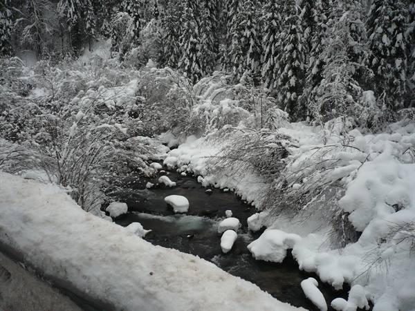 Dark stream flowing between snow-covered rocks and snowy firs