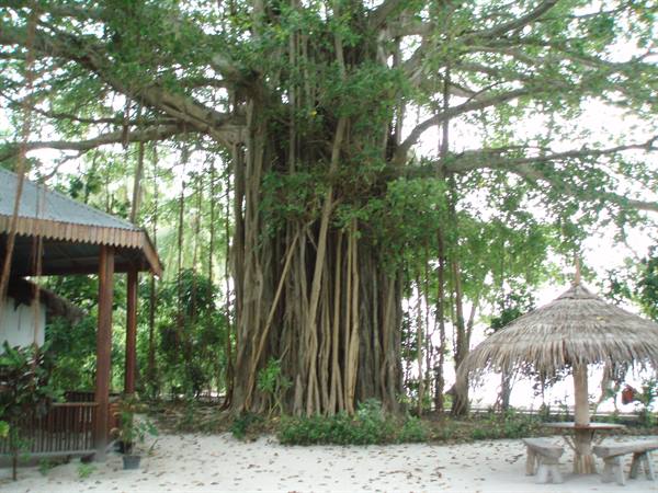 Huge banyan tree with aerial roots on white sand, next to a thatched umbrella