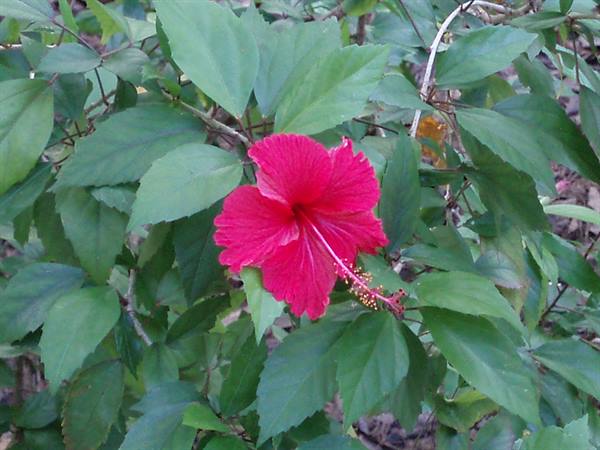 Red hibiscus flower among green leaves in natural light