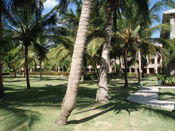 Leaning palm trees on a green lawn, concrete path and hotel in the background