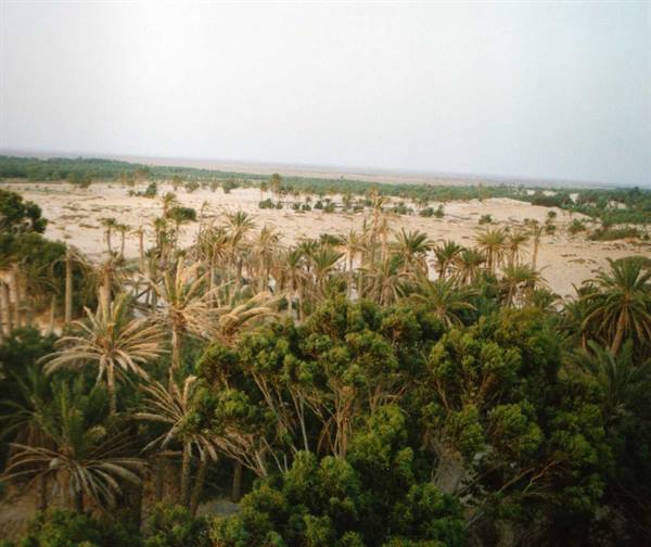 oasis