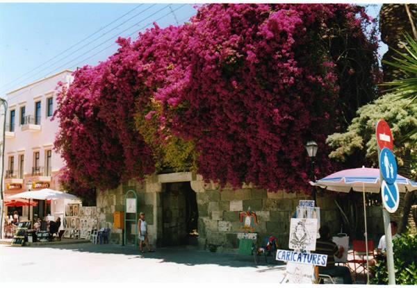 Magenta bougainvillea covers an old stone gate, cafés with umbrellas below