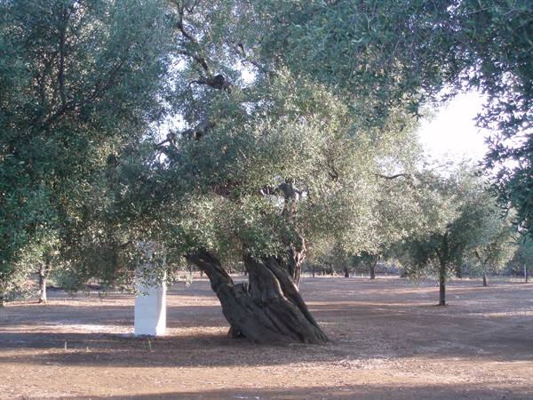 centuries-old olive trees