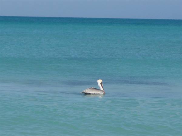 pelican