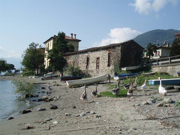 Geese on pebbly beach by stone house, rowboats and lake at Como