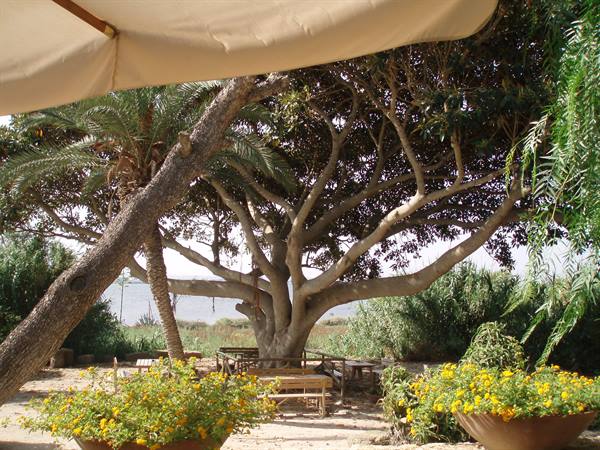 ficus on the island of Mozia