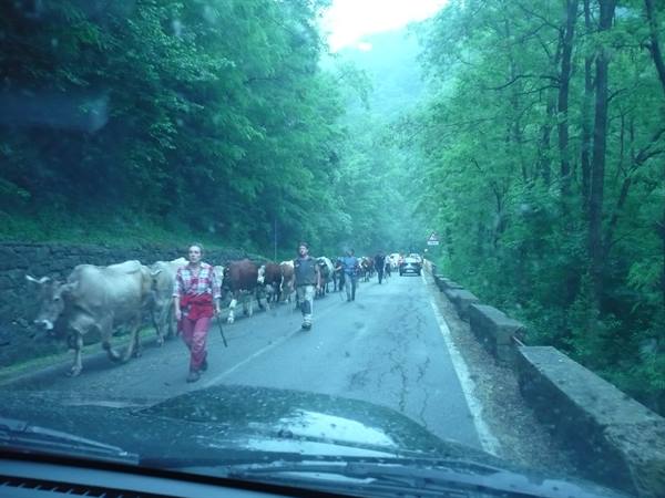 the transhumance begins