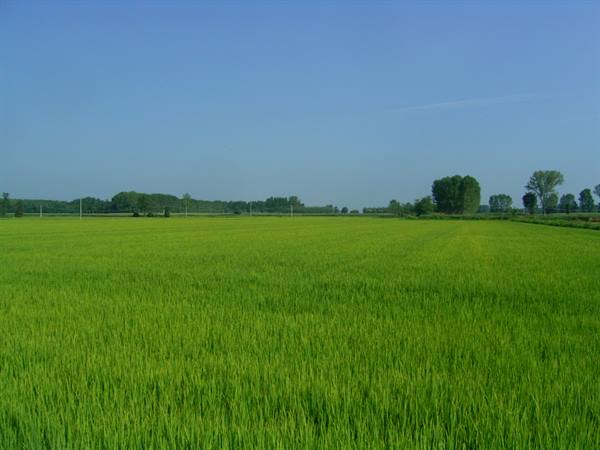 Sunlit green rice field with trees and poles on the horizon