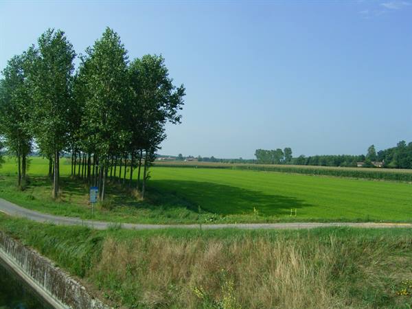 Green fields along a canal, row of poplars and country road