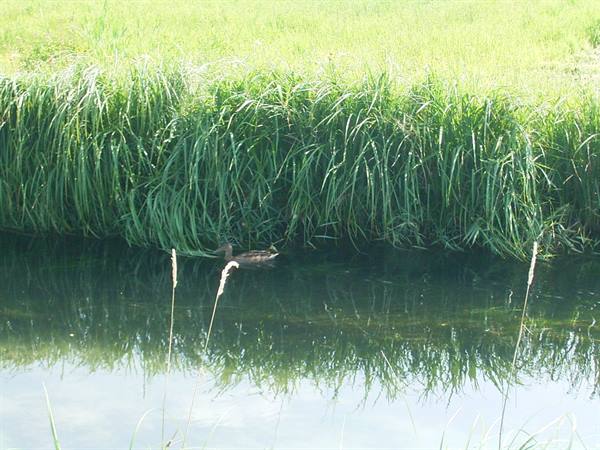 Duck among tall grass reflected in green canal water