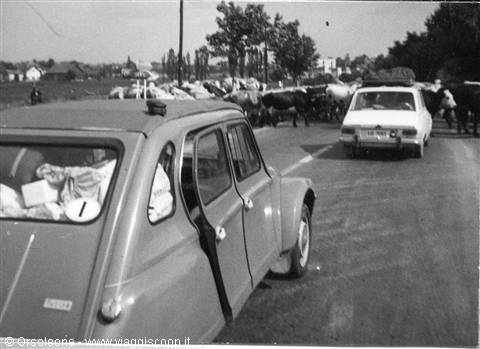 Citroën 2CV packed with luggage on country road beside herd of cows