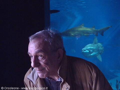 Elderly man in front of the aquarium tank, sharks and sunfish swim in blue light