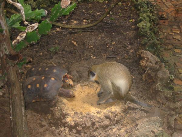 Green monkey and tortoise feeding together on sandy ground among plants