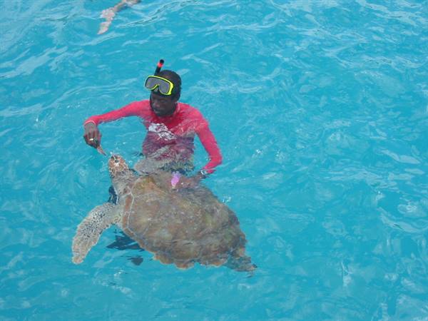 Snorkeler in pink rashguard feeds a sea turtle in turquoise water