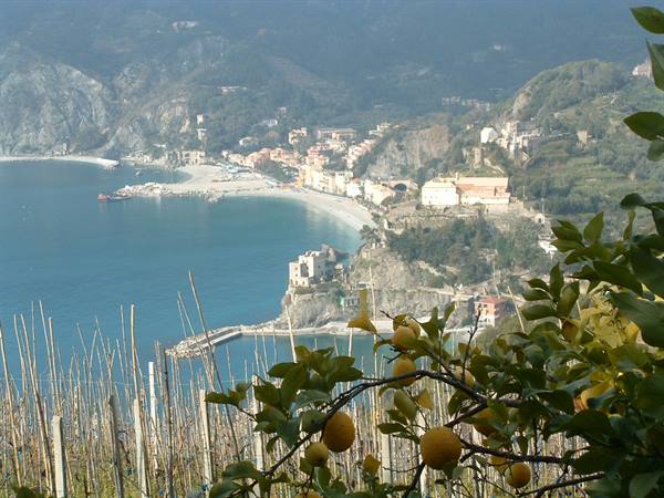 Lemon branches in front of the beach and village of Monterosso al Mare