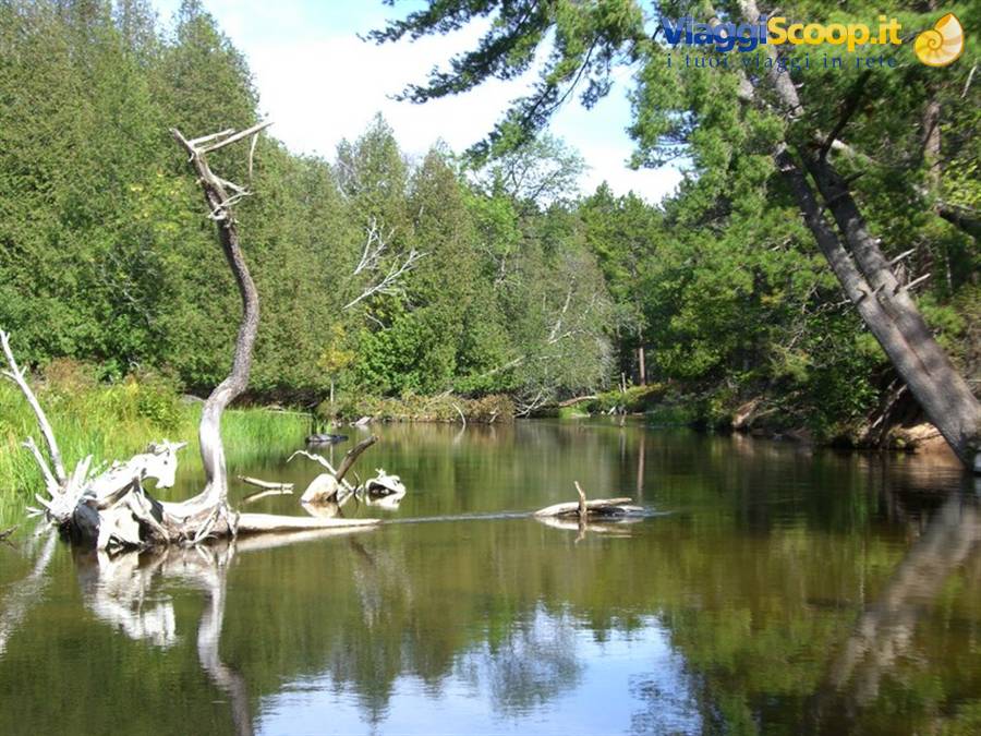 Dead trunk juts from clear river among spruce and pines, calm water reflections