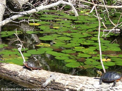 Two turtles on a fallen log in a pond covered with lily pads