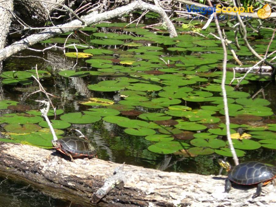 Two turtles on a fallen log in a pond covered with lily pads