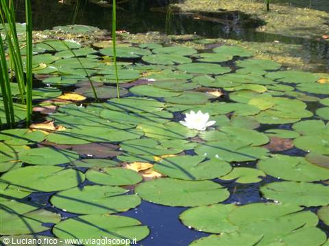 White water lily blooming among floating leaves on pond, reeds and sunlight