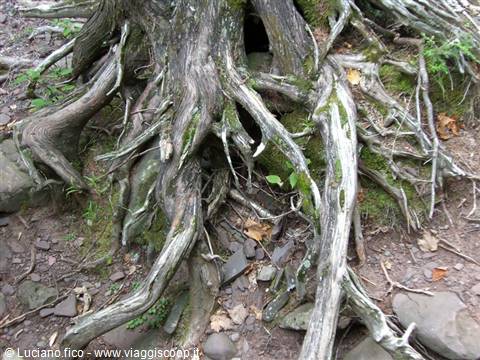 Twisted tree roots covered with moss on rocky forest ground