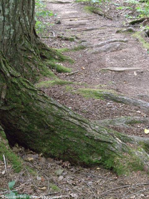 Dirt forest trail with mossy roots at the base of a large tree