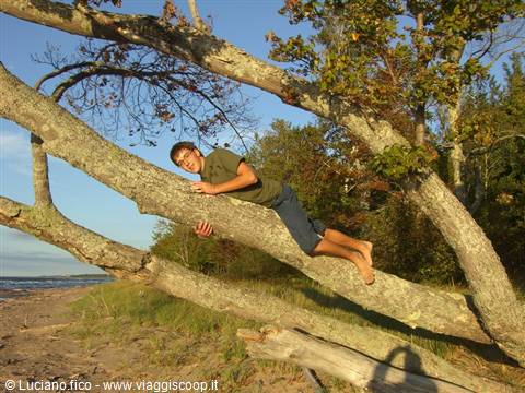 Boy lying on a slanting trunk above the sand, golden light
