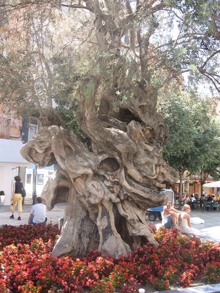 PALMA DE MAIORCA
