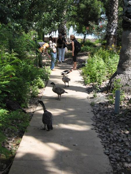 NICE- PARK PHOENIX