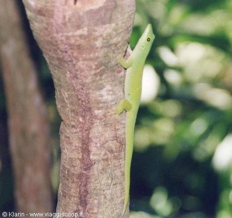 A green gecko