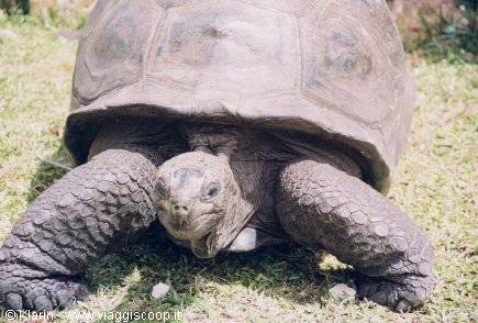 Giant land tortoise in Curieuse
