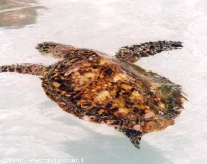 Ile Coco - a sea turtle