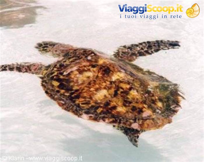 Ile Coco - a sea turtle